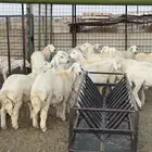 طليان حريه