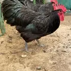 ديك الاسترالوب