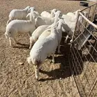 بهم حري