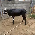 بقره للبيع مع بنتها