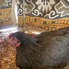 دجاجه للبيع