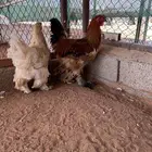 جوز براهما بوف