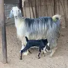 عنز مصريه صنف والد تم البيع