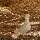 للبيع ذكر ريحاني وأنثى كنق