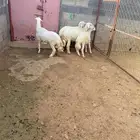 4 خرفان فل شحم عمارها من خمسة إلى ستة شهور