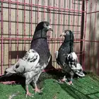زوج حمام رامبوري