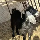 للبيع عنز دافع ربهم تربيه