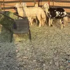 للبيع رخال وخروف