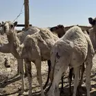 حشو تربية العدد 7 بكار و 4 قعدان