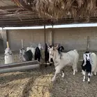 معزا بفحلهم