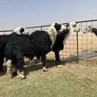 طليان نجدي فاخره