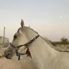 حصان واهو