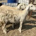 للبيع غنم حريات صنف ورخله والد