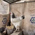 دجاج براهما