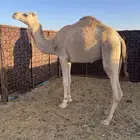 بكره شقحا للبيع