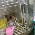 هامستر سوري للتبني