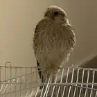 حميميج شرياص صقر