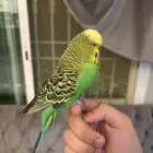 بادجي متكلم سوبر سوبر جامبو