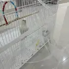 طير كروان البينو