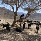 معزي مراح