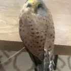 طيور باشق