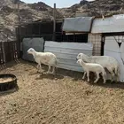 ضان 2 ((تم البيع ))
