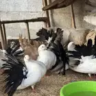 حمام للبيع