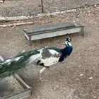 طاووس للبيع طووايس للبيع