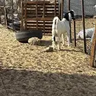 الشميسي طريق الخواجات