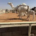 خلفه وضحا مصغر