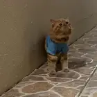 مطلوب قطة لتزاوج