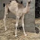 قعود للبيع