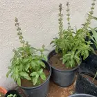 شتلات ريحان ونعناع ونخل واشنطوني