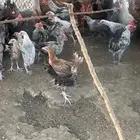 صوص مشكل