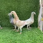 للبيع حمام هومر