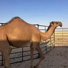 4 بكار طيبه