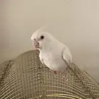 ببغاء كروان