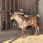 تيس ادهم فحل ومنتج طول وجبر السن ثني مشروط من كل العيوب