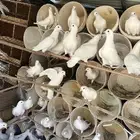 حمام فرنسي لاحم الموقع الخرج