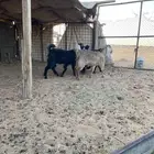 حفرات اربع شهور وخمسه