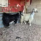 عنزين طيبات مضاريع فوق 3 شهر