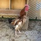 للبيع ديك بلدي