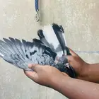 حمام قطايف قديم