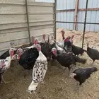 رومي