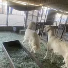 طليان كفو للبيع