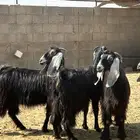 جفرات عوارض