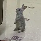 زوج أرانب للبيع مع القفص