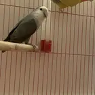 جوز روز منتج