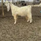 تيس فحل ابيض