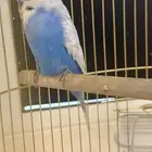 للبيع طير حب بادجي